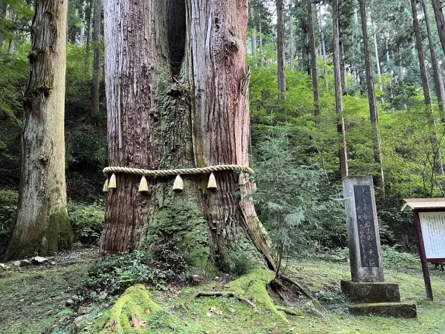 御岩神社は怖い?三本杉と天狗の伝説
